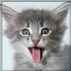 Funny Cats and Dogs - Puzzle. icon