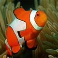 Unique Fish Puzzle