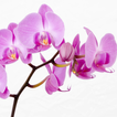 Orchids HD Live Wallpaper