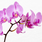 Orchids HD Live Wallpaper icône