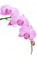 Orchids HD Live Wallpaper capture d'écran 3