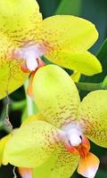 Orchids HD Live Wallpaper poster