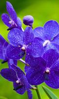 1 Schermata Orchids HD Live Wallpaper