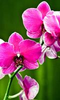 Orchids HD Live Wallpaper syot layar 2