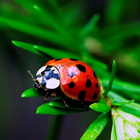 Ladybug HD Live Wallpaper icône