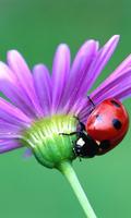 Ladybug HD Live Wallpaper Affiche