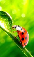 Ladybug HD Live Wallpaper capture d'écran 1