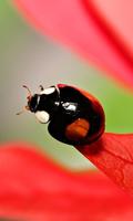 Ladybug HD Live Wallpaper screenshot 2