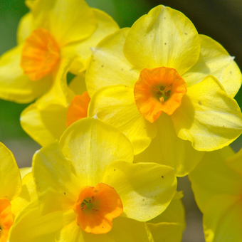 Spring flowers HD LWP for Android - APK Download