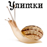 Улитки icono