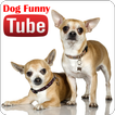Dogs Funny Videos