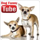 Dogs Funny Videos icon