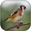 صوت طائرالمقنين -الحسّون