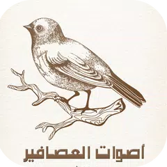 أجمل أصوات العصافير