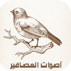 ikon أجمل أصوات العصافير