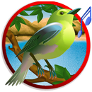 APK رنات أصوات الطيور