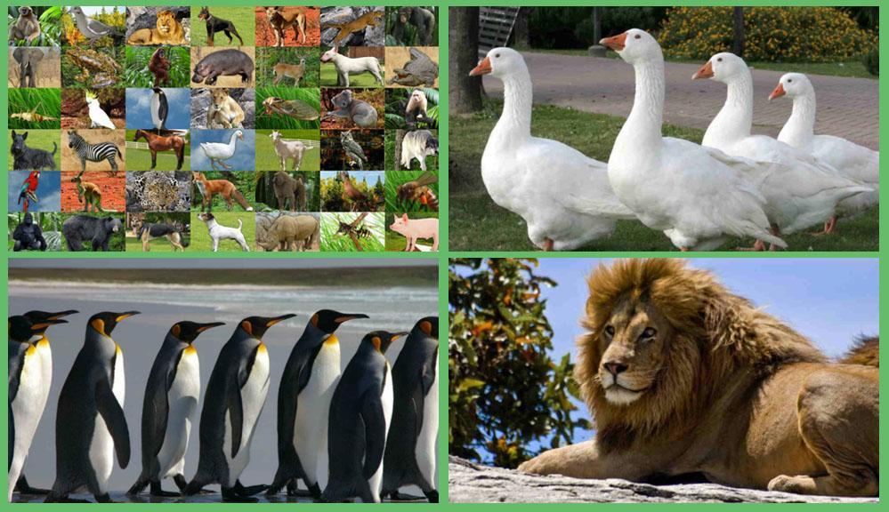 Animal Games APK for Android Download Animal Games APK for Android Download