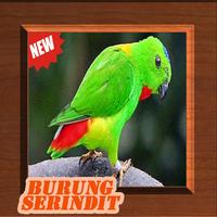 Suara Burung Serindit 2018 capture d'écran 3