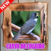 Cantos De Coleiro 2018 New Affiche