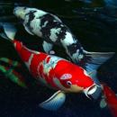 Koi Fish Live Wallpaper APK