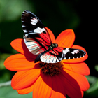 Butterfly Themes Fonds d'écran icône