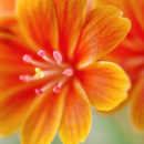 Beautiful Flower Photo Wallpapers APK