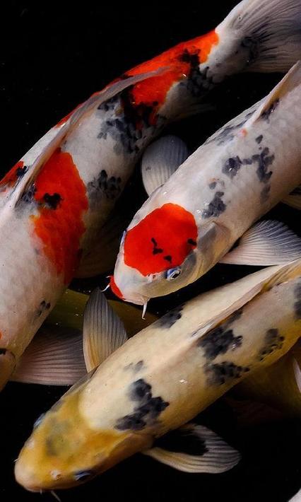 Kostenlose Koi Fisch 3D Themes Hintergrundbilder APK für Android