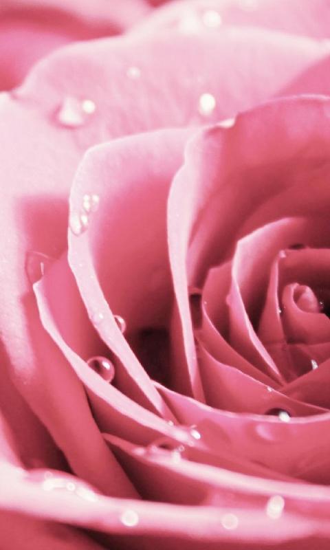 Gold Rose Live Fonds D Ecran Themes Pour Android Telechargez L Apk