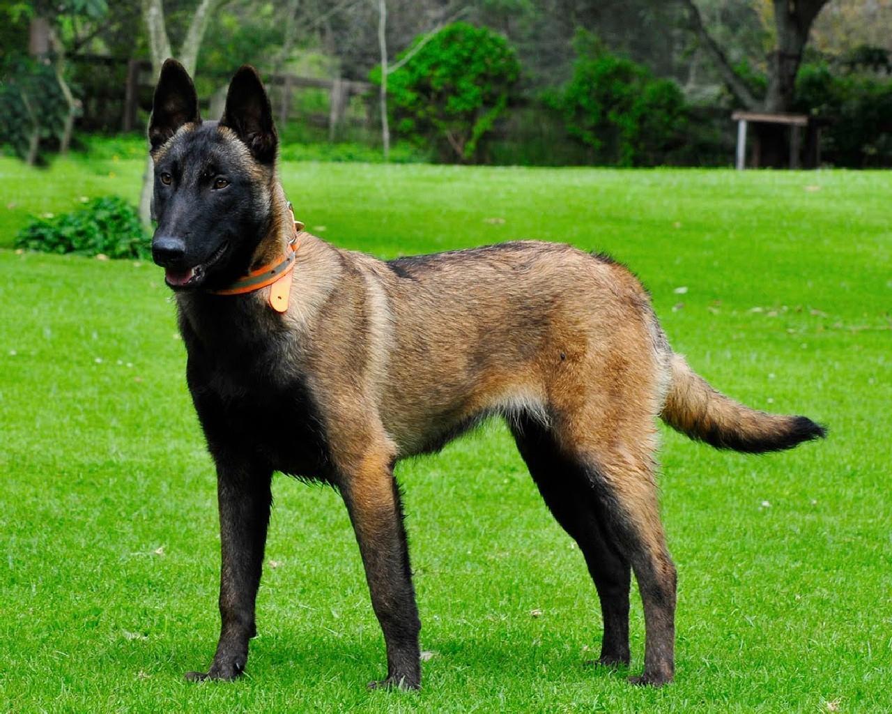 Pastor malinois cachorro