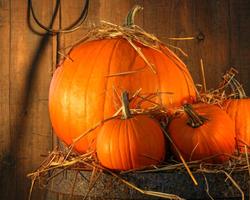 Pumpkin Food HD Theme Wallpapers ภาพหน้าจอ 3