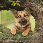 German Shepherds New Wallpapers Themes icône