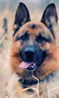 German Shepherds New Wallpapers Themes imagem de tela 1