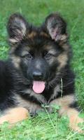 German Shepherds New Wallpapers Themes syot layar 2