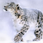 Snow Leopard Anime New Wallpapers Themes icône