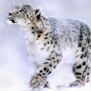 Snow Leopard Anime新しい壁紙のテーマ APK