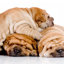 Shar Peis New Wallpapers Themes APK