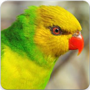 Olive Headed Lorikeet Singing : Lorikeet Sounds APK