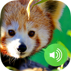 Animal Sounds & Images Free أيقونة