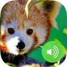 Animal Sounds & Images Free ikon