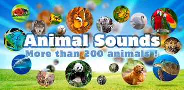 Animal Sounds & Pictures Free