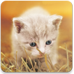 Kittens Memory Game with photo