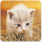 Kittens Memory Game biểu tượng