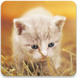 Kittens Memory Game icône