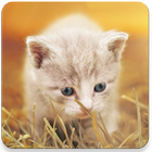 Kittens Memory Game ikon