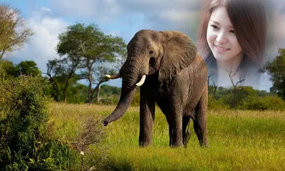 Jungle Photo Frame APK download