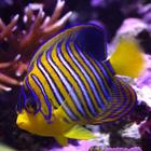 Emperor angelfish Wallpapers icon