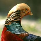 Golden Pheasant Wallpapers biểu tượng