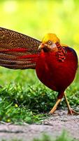 Golden Pheasant Wallpapers penulis hantaran