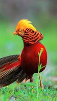 Golden Pheasant Wallpapers ảnh chụp màn hình 1