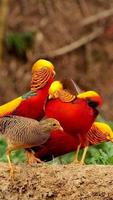 Golden Pheasant Wallpapers ảnh chụp màn hình 2